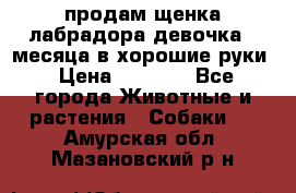 продам щенка лабрадора девочка 2 месяца в хорошие руки › Цена ­ 8 000 - Все города Животные и растения » Собаки   . Амурская обл.,Мазановский р-н